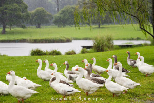 David Paillas Photography-1